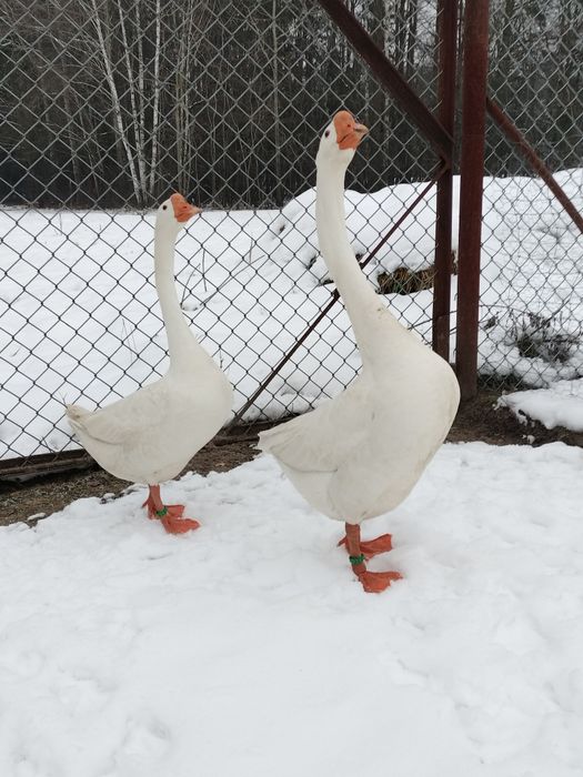 Gęsi Chińskie,,Samiec,,