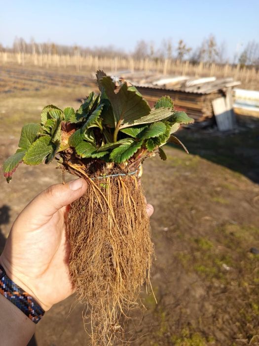 Саджанці полуниці
