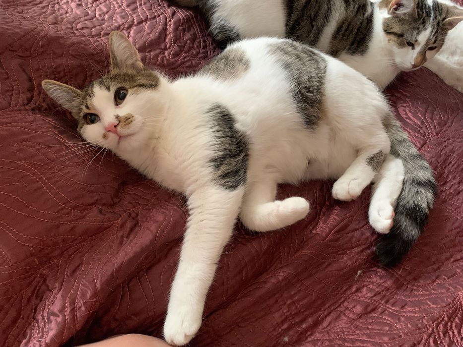 Кошенята Дивовижні