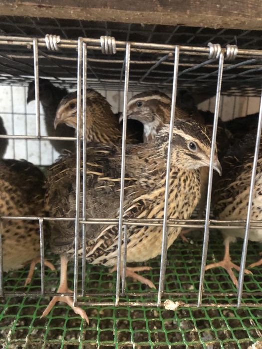 яйце інкубаційне