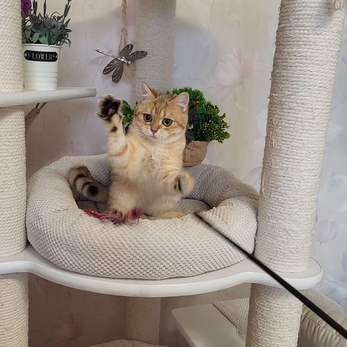 Срочно розпродажа котиков !