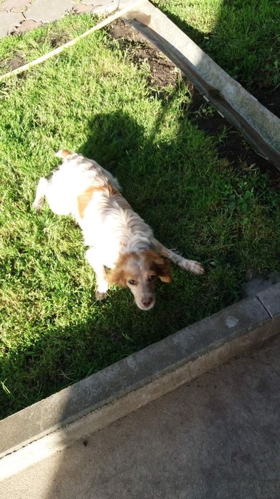 Розпродаю пітомнік ЕПАНЬОЛЬ БРИТОНІВВ