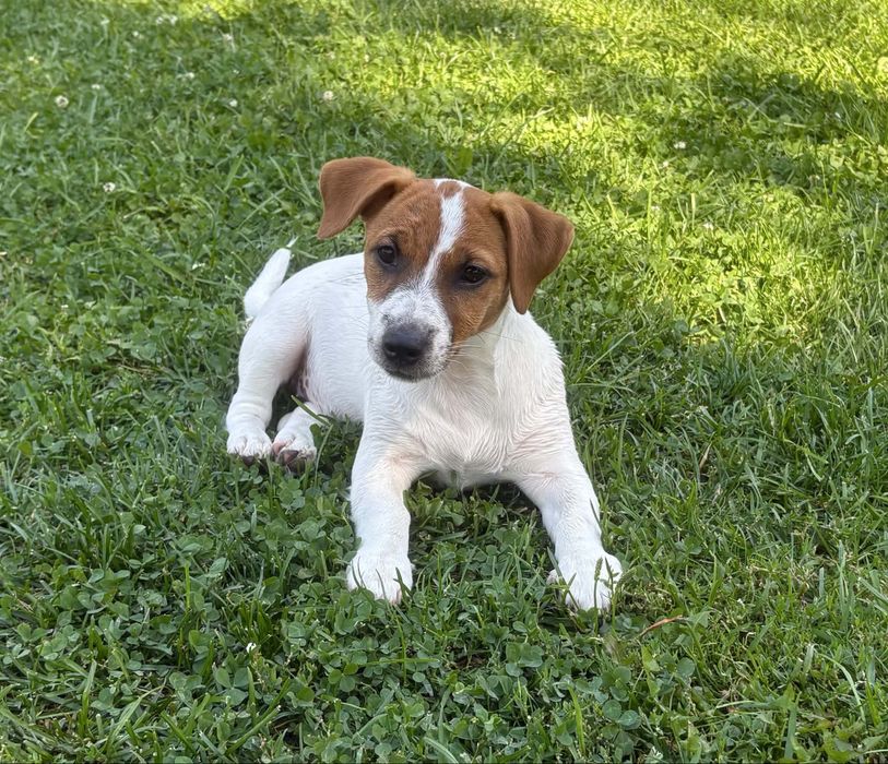 Jack Russell Terrier –  suczka Jaga