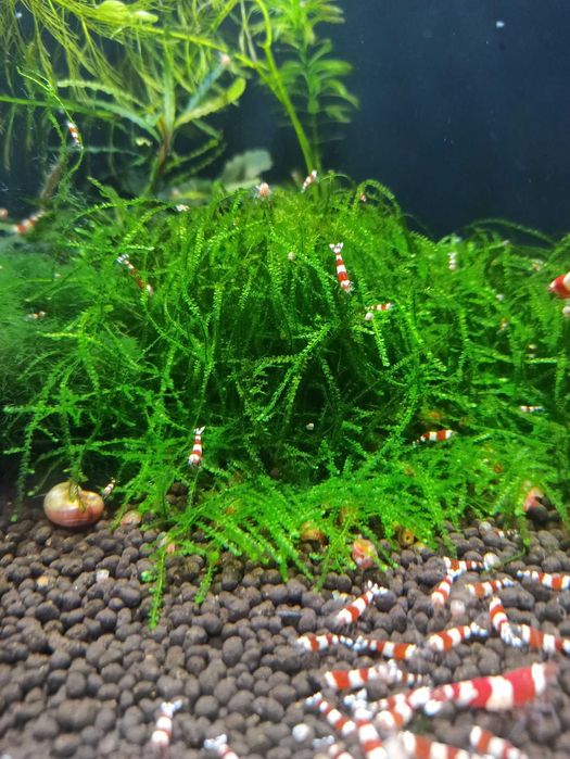 Java Moss Mech Jawajski