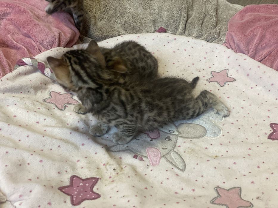 Малятка Бенгали котики