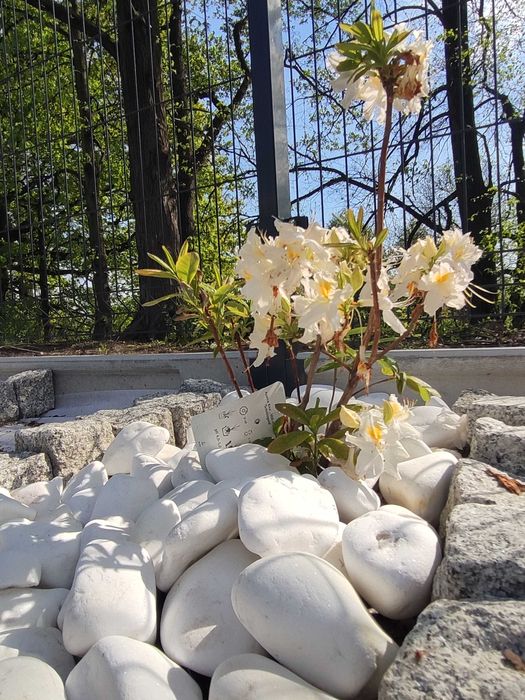 Kamień śnieżnobiały Thassos biały otoczak 20 kg 1-3 i 3-6 cm grecki