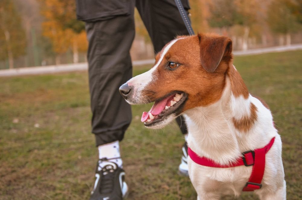 мальчик Джек Рассел