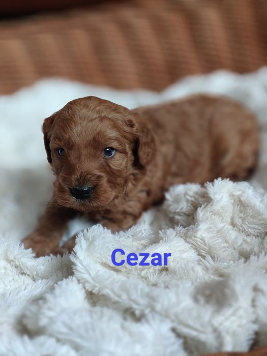 Cockapoo. Piesek Cezar. Pudel miniaturowy/ Cocker spaniel angielski