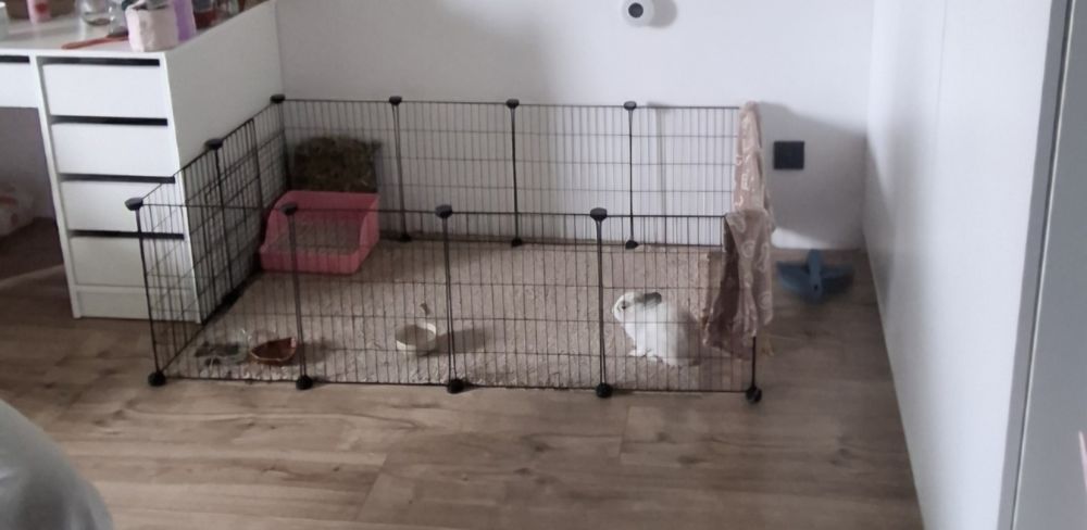Królik plus 2x klatka