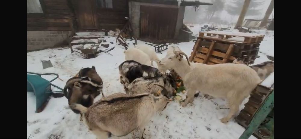 Kozy, kózki, koziołki Dolnośląskie