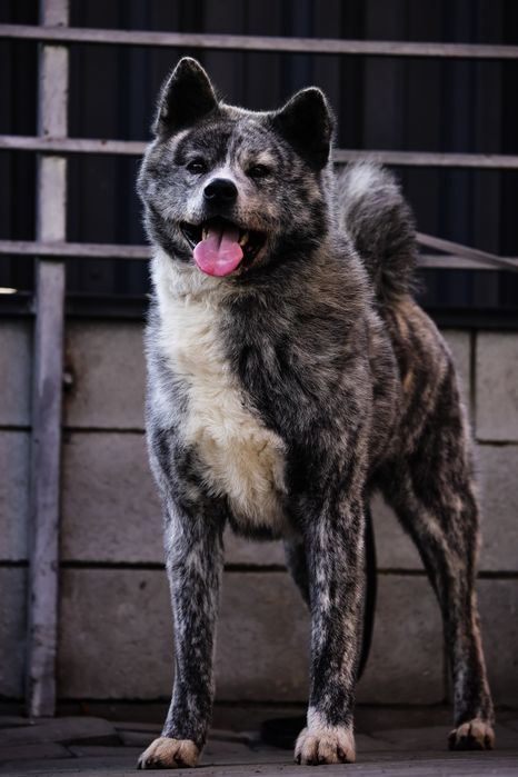 Хлопчики та дівчатка Акита ину