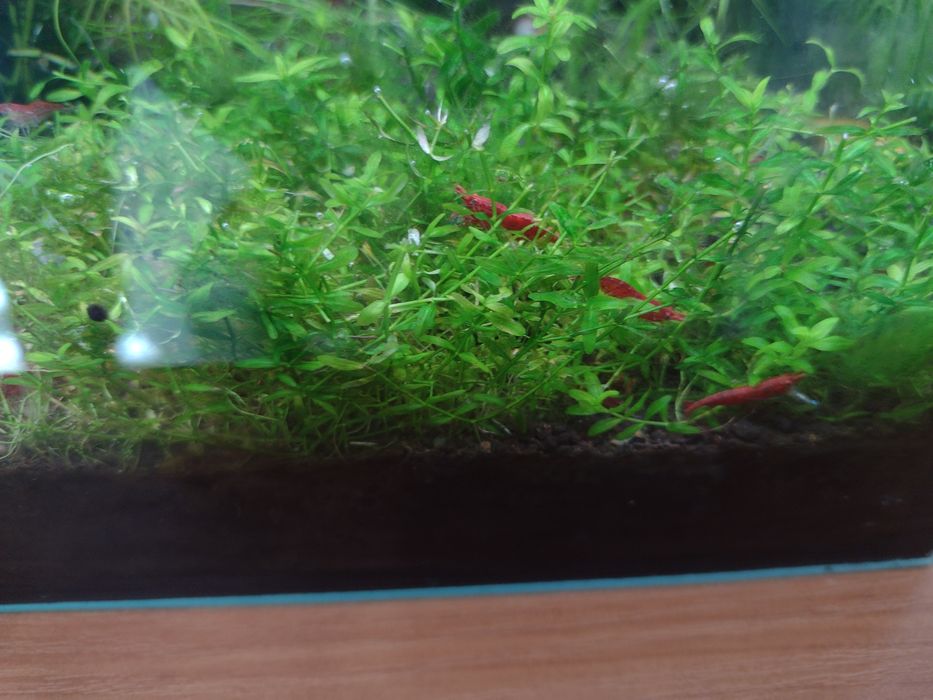 Krewetki Red Cherry mocno czerwone