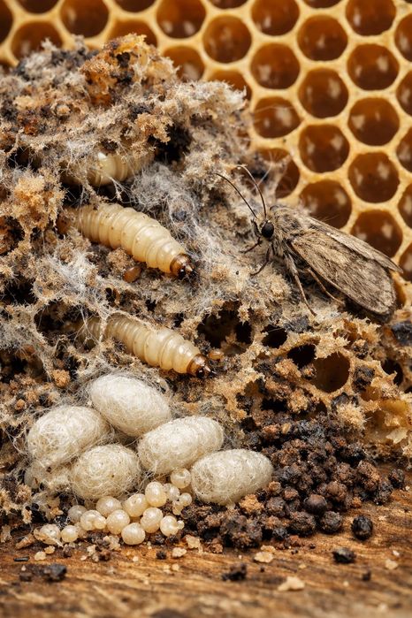 продукти життєдіяльності личинок воскової молі (ПЖЛВМ)