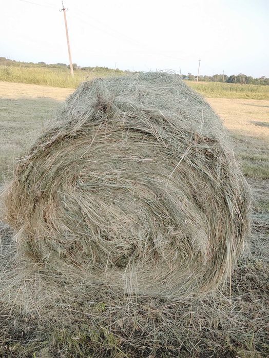 Прода лугове сіно