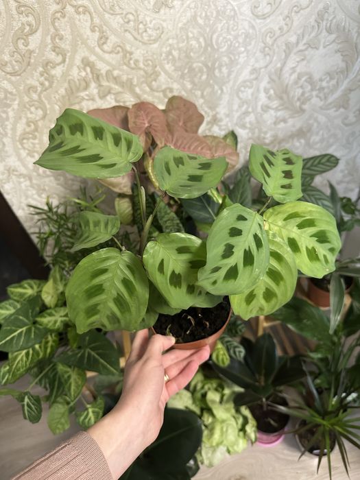 кімнатні квіти рослини