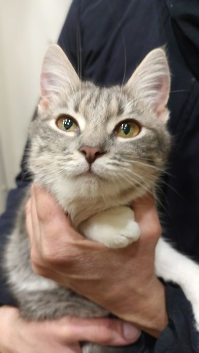 Кошеня Принцеса 5 міс стерильна