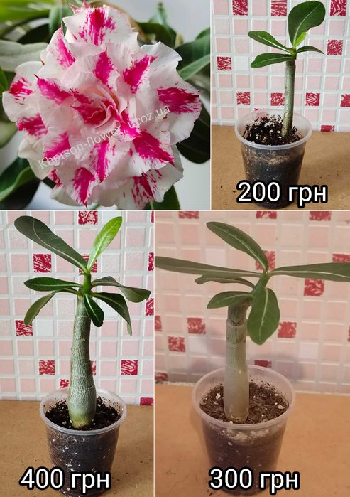 Адениум привитый Love in а fallen city