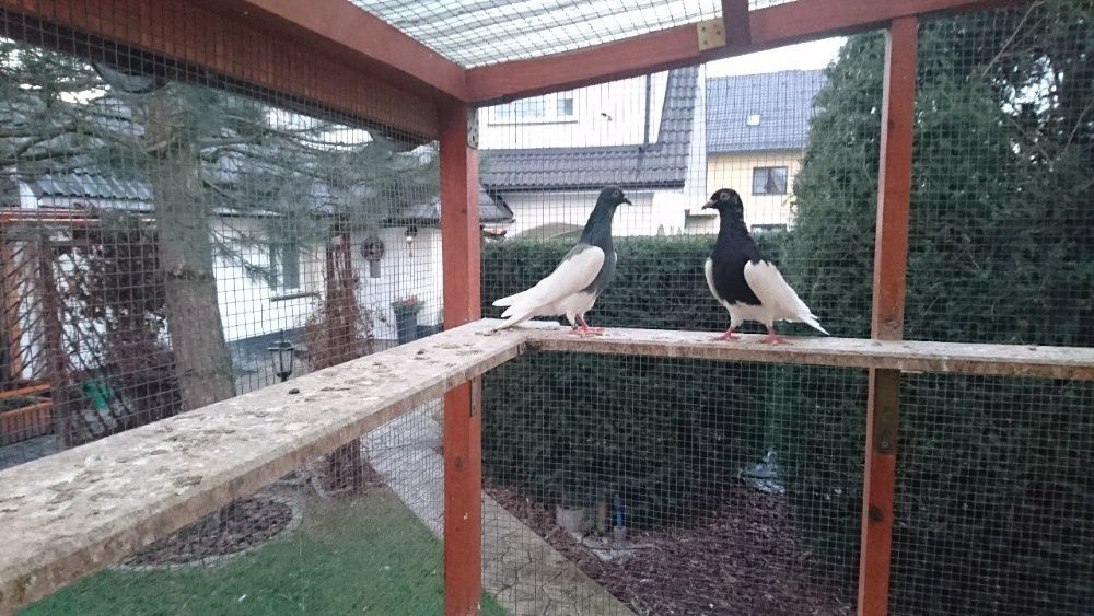 Mamki Murzynki Lotne OKAZJA