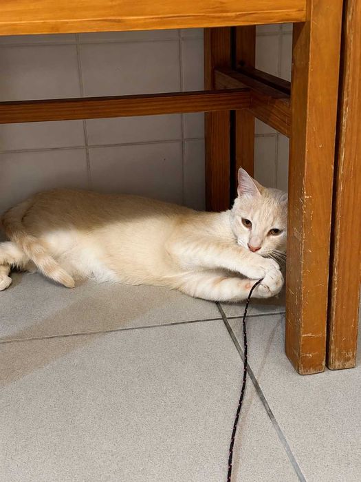 CASTRADO | Gato Juvenil para Adoção Responsável | Negativo a FIV e a FELV