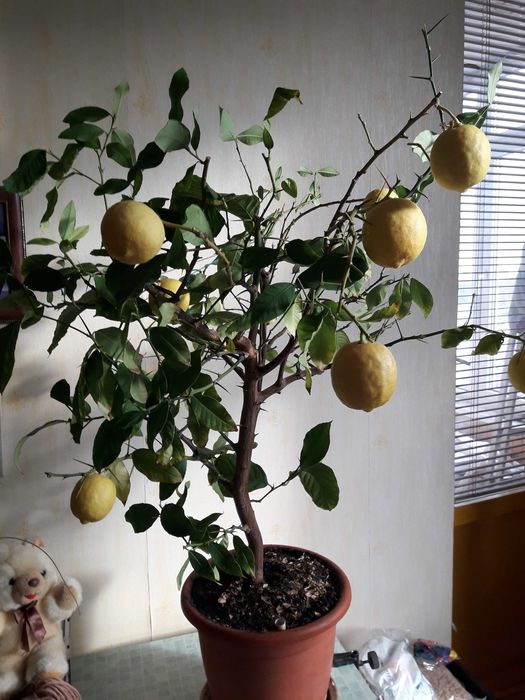 Дерево лимонное с плодами