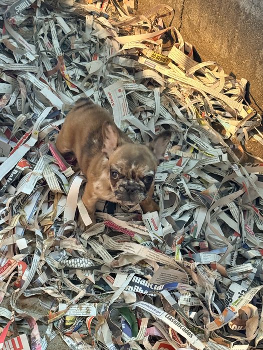 Buldogue Francês Menino Merle