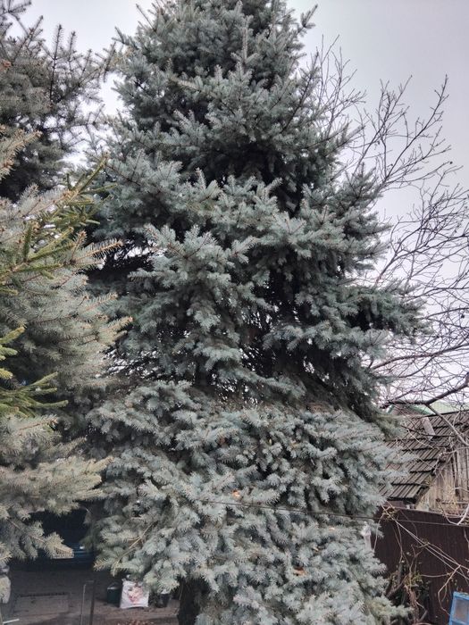 Ель(Ели) голубые,зелёные.Ялинки блакитнi,зеленi