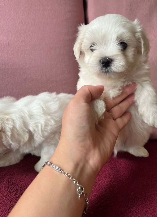 bishon frise Бішон Фрізе