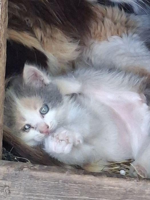 Віддам в добрі руки
