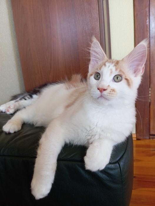 Мейн кун кошенята з документами