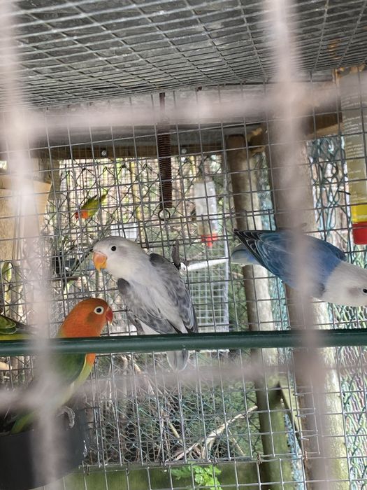 Agaporni fisher opalino cinza euwing