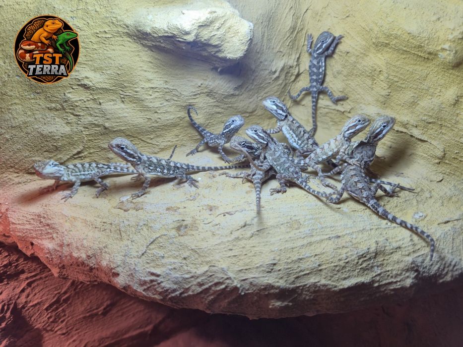 Pogona henrylawsoni Agama karłowata