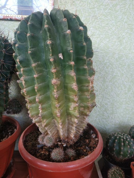 Кактуси ехінопсис білий і рожевий