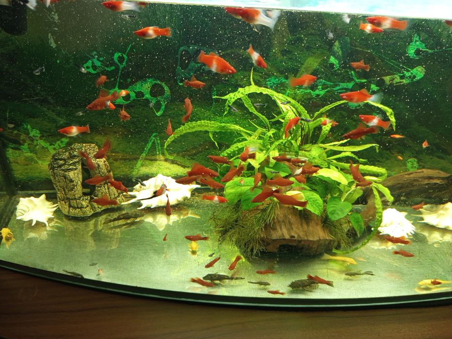 Mieczyki koi i kohaku