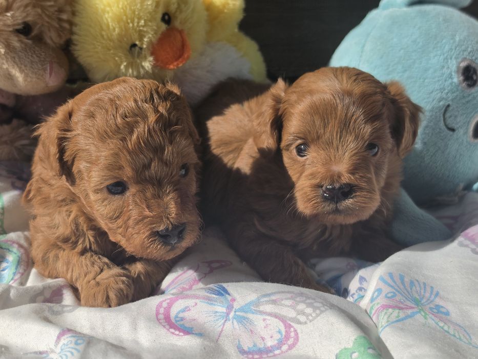 Pieski maltipoo miniaturka  w kolorze red  z metrykę odbiór początek k