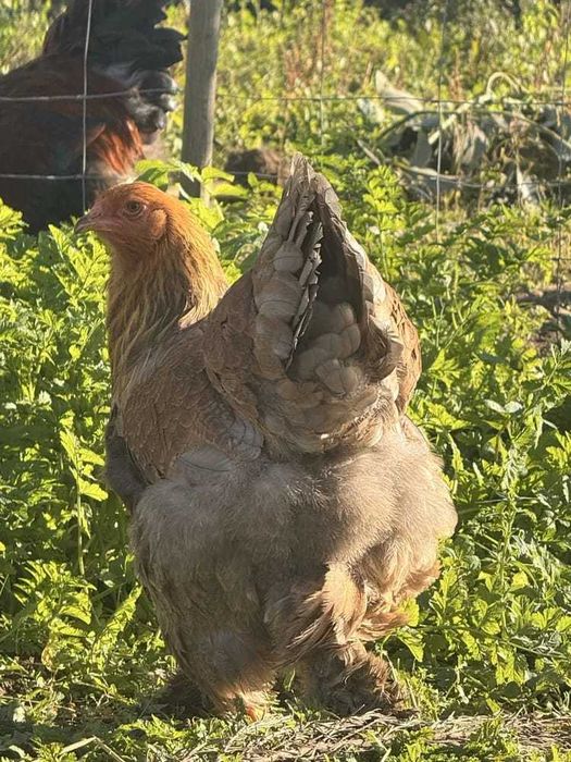 Galinhas brahma perdiz dourada
