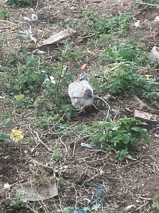 Vendo casal de pintos da raça grande