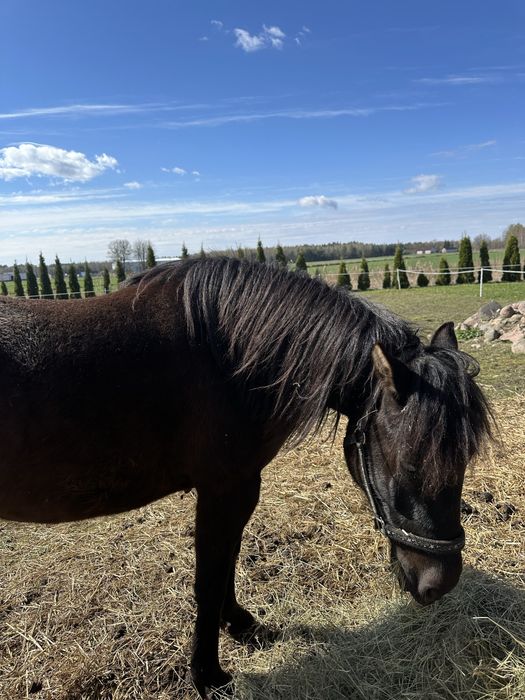Koń rasy huculskiej