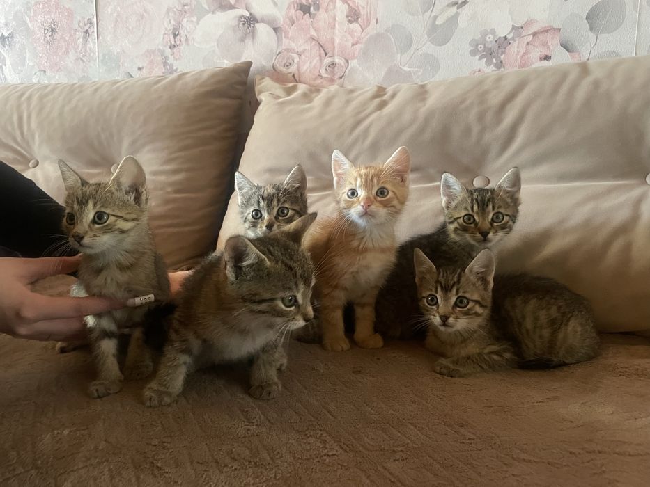 Mam do rozdania kotki za darmo oddam w dobre rece