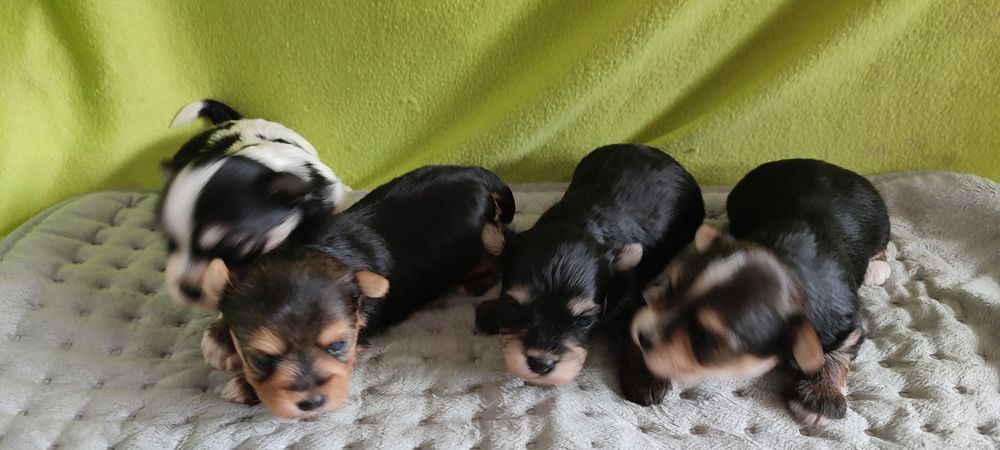 Yorkshire terrier piesek