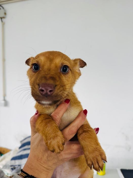 Caezinho com 2 meses para adoção