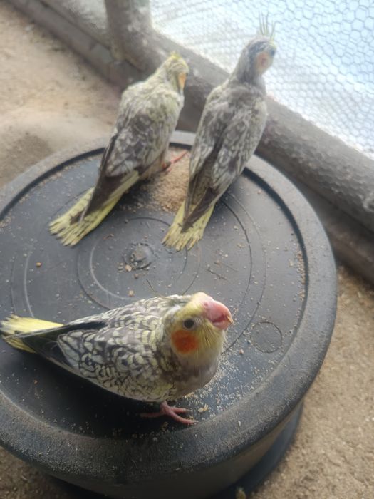 Caturras domésticadas