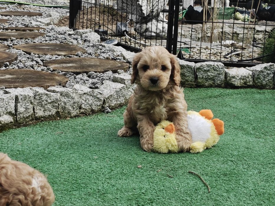 Cavapoo  szczenię  z metrykę