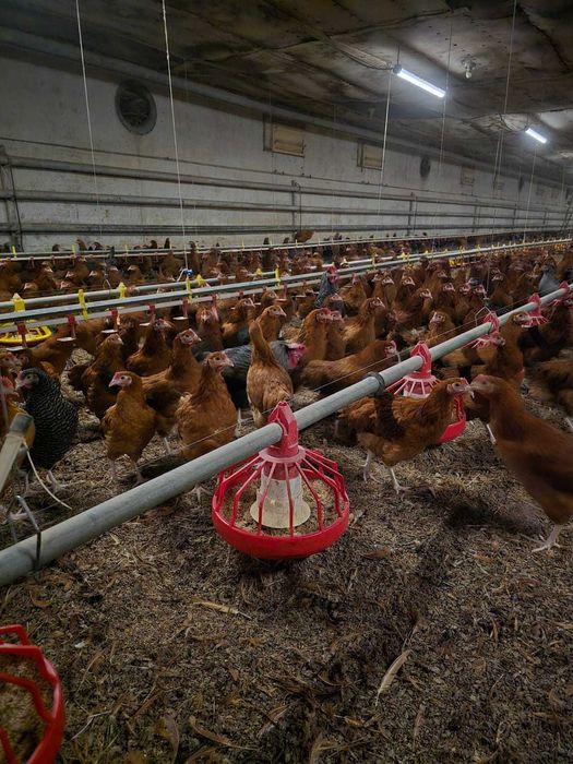 KURY NIOSKI ROSA młode kurki rossa odchowane kura DOWÓZ GRATIS