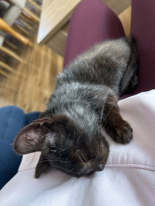 Kot Felek szuka domu