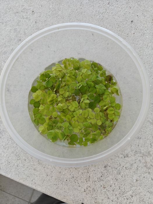 Salvinia e Musgo Java
