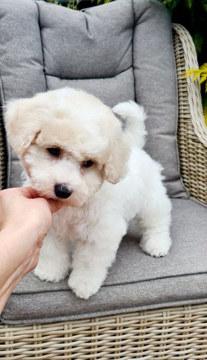 Bichon Frise FCI pies piesek