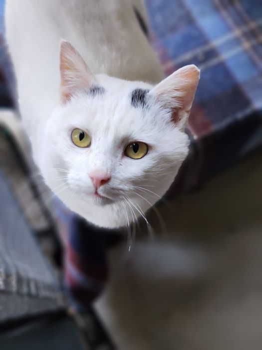 Yoko rozgląda się za domem