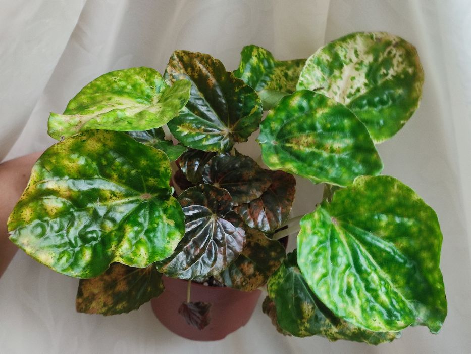 Пеперомія,новий сорт Пікасо