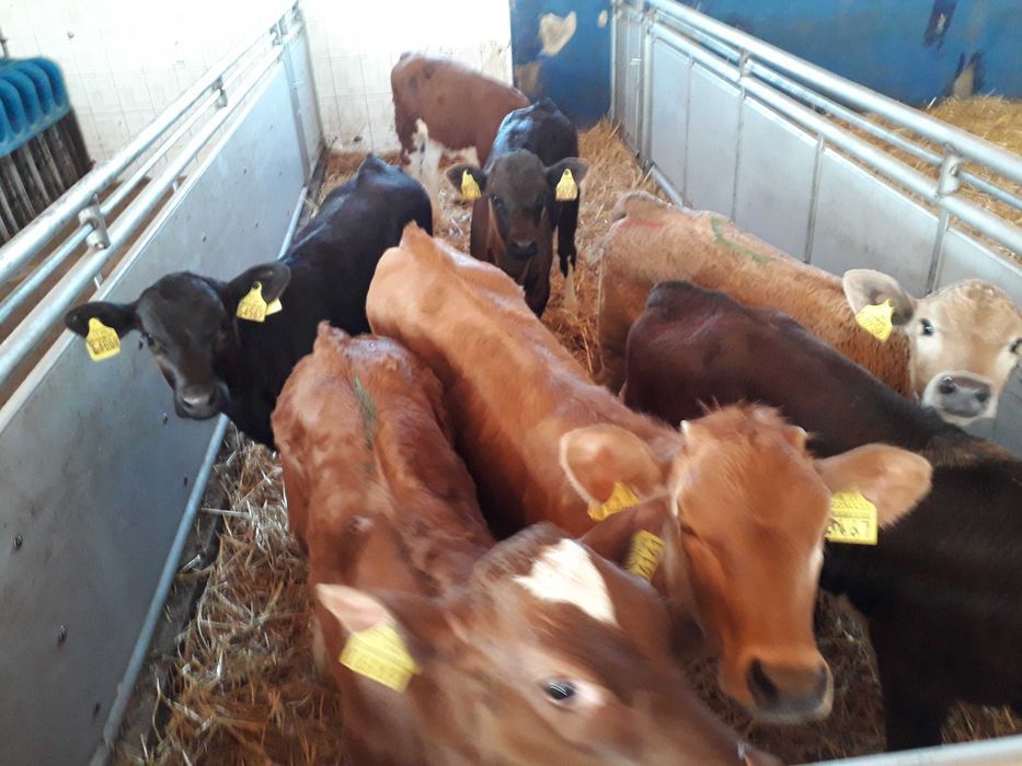 Cielęta byczki jałówki mięsne , mleczne