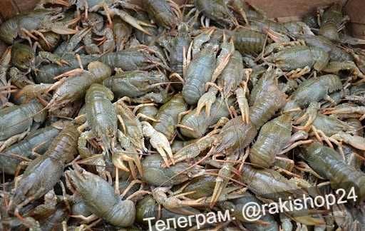 Раки з доставкою. Живі та варені.